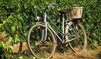 Cycling in southern styrian wineyards