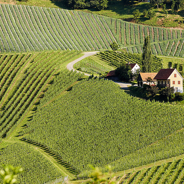 Weingarten im Hochsommer am Pössnitzberg