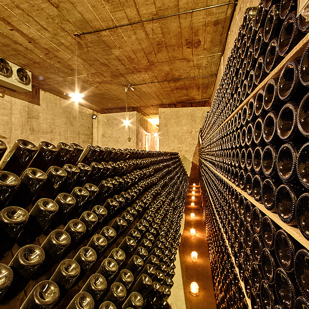 Countless dark bottles of sparkling wine, refined in the sparkling wine cellar