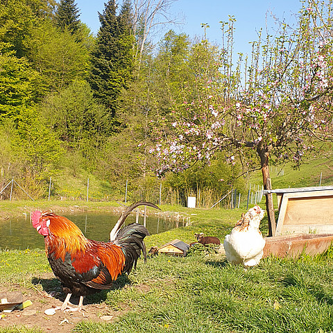 Hühner Hahn Natur Eier Frühstücl Baum Teich