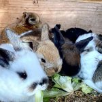 Hasen Ostern Landgut am Pößnitzberg