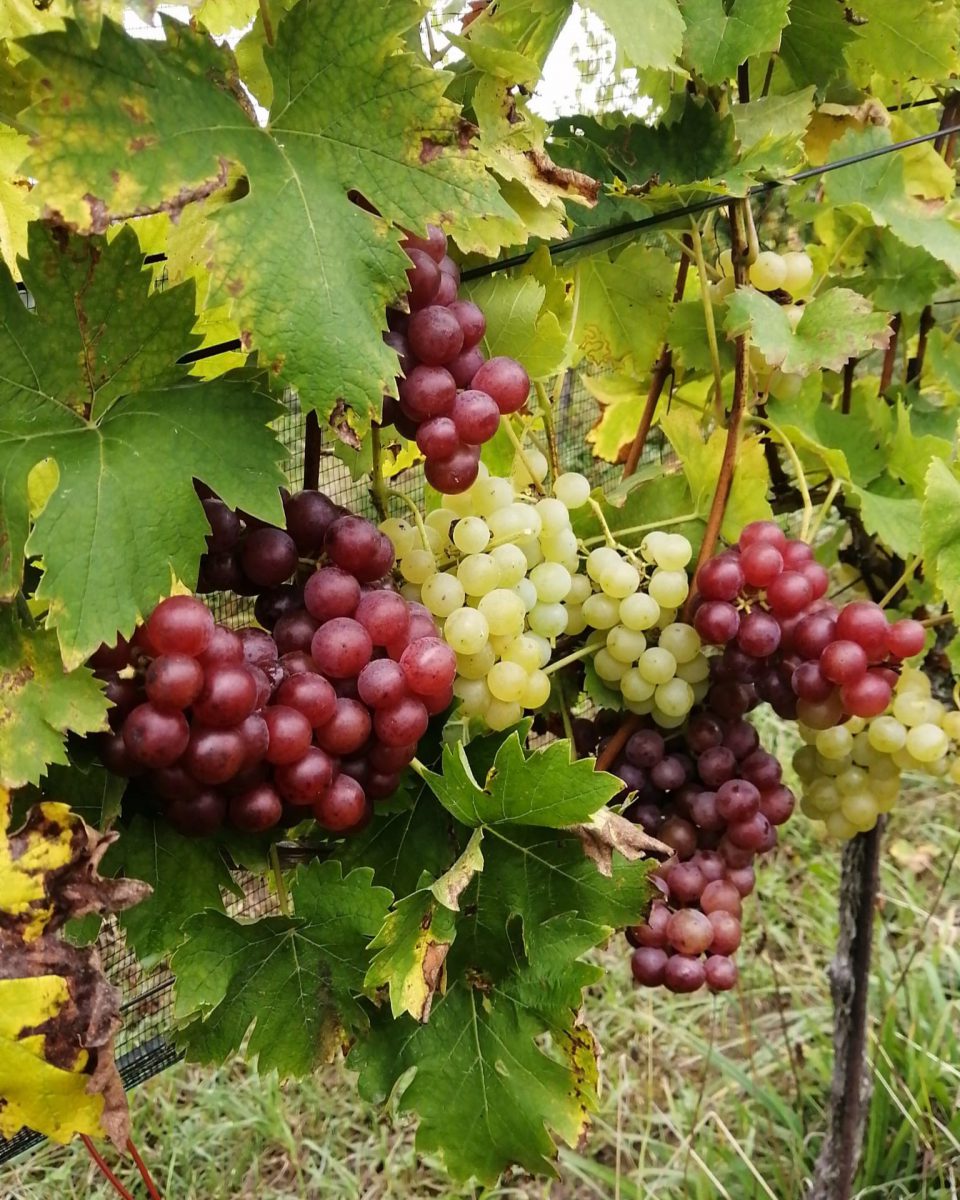 Weinlese Südsteiermark 2023