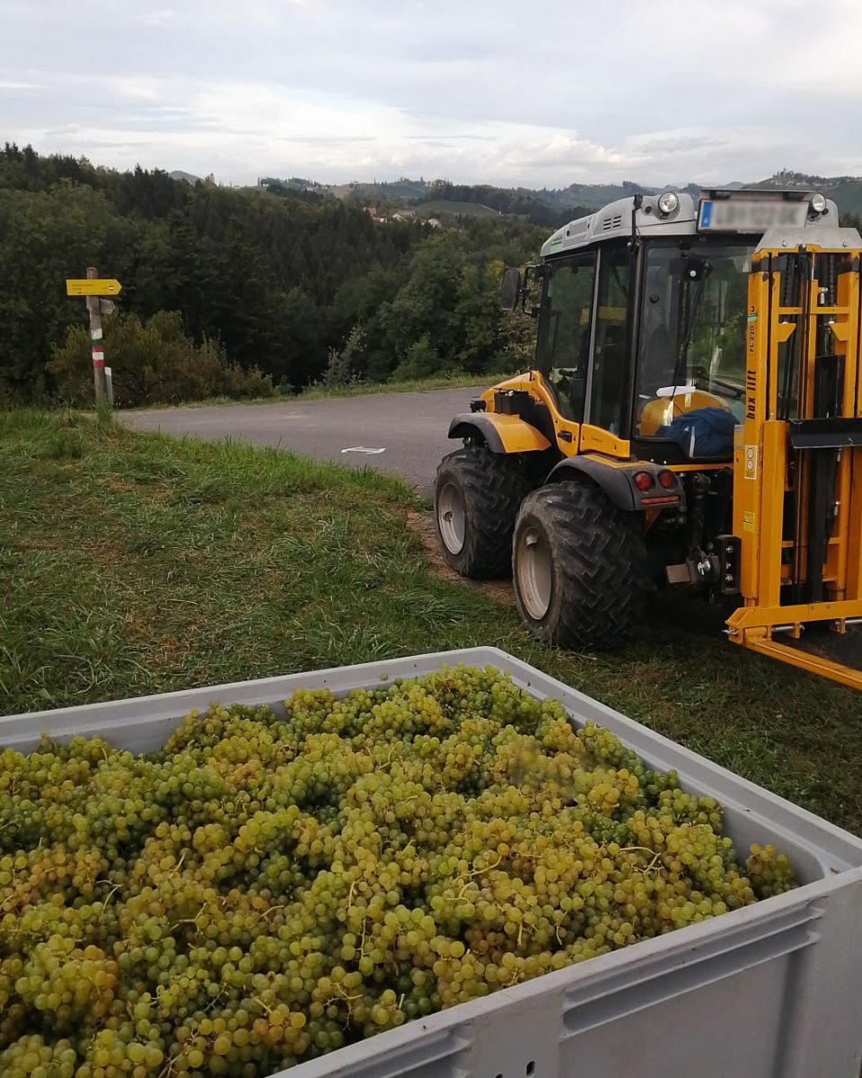 Weinlese Südsteiermark 2023