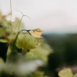 Südsteiermark Frühling