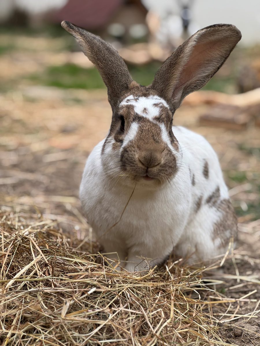 Ostern Südsteiermark